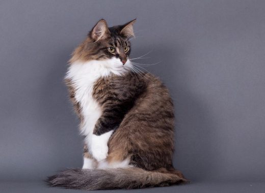 desnowcastle.fr_280419_nosneutres_harding