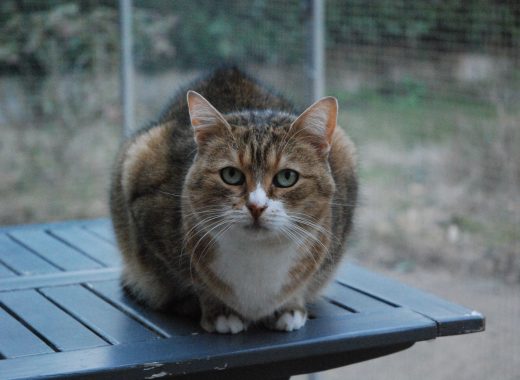 desnowcastle.fr_280419_nosneutres_gaïa