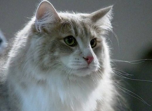 desnowcastle.fr_280419_nosneutres_juliuscaesar