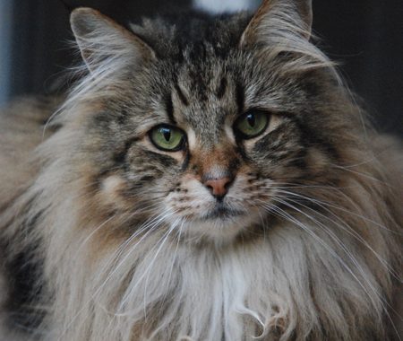 desnowcastle.fr_280419_nosneutres_hydille