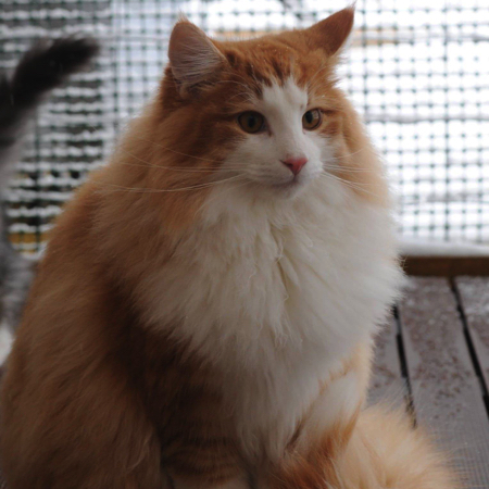 desnowcastle.fr_280419_nosneutres_norveig