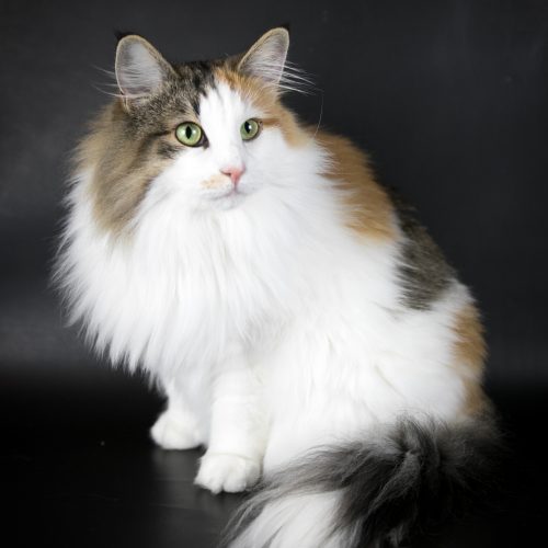 desnowcastle.fr_280419_nosfemelles_mariedarling