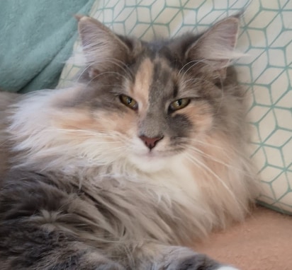 My Swan de Miming Stars