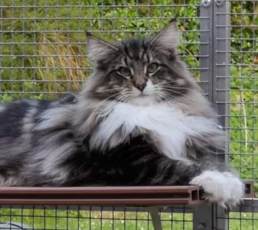 95728008_2344650039166033_5277069545993928704_n